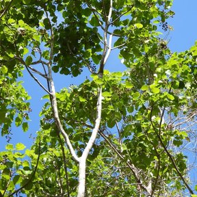 Ramas claras de chechén con el follaje nuevo recortado contra el cielo azul.
