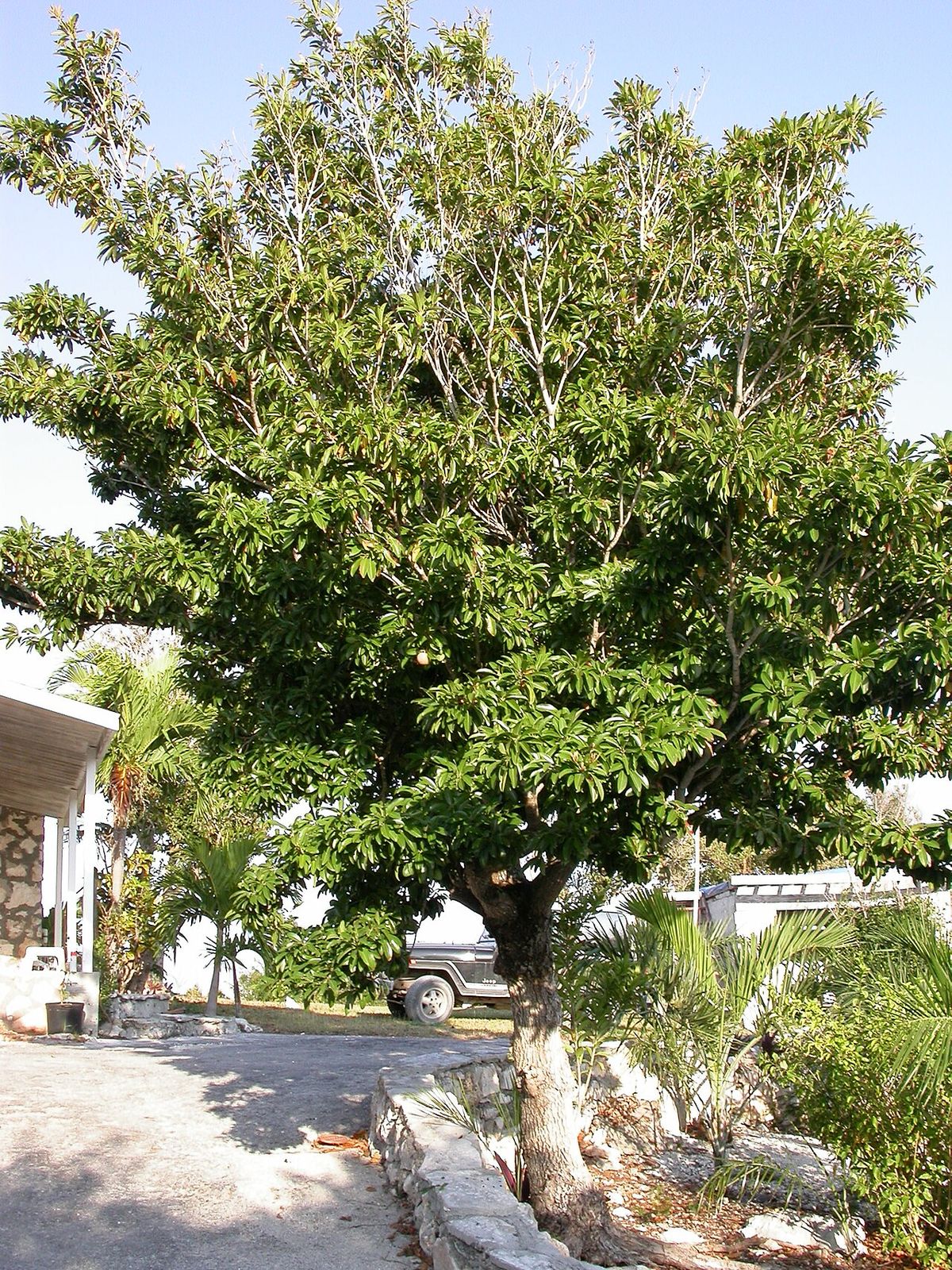 Chicozapote de copa densa y tronco corto junto a la entrada de una casa.