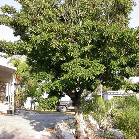 Chicozapote de copa densa y tronco corto junto a la entrada de una casa.