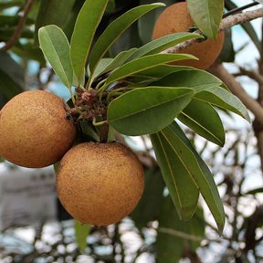 Tres chicozapotes pardos colgando de una rama entre hojas lustrosas.