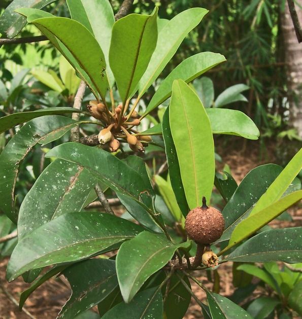 Fruto joven y flores de chicozapote en la punta de una rama con hojas.