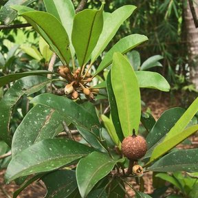 Fruto joven y flores de chicozapote en la punta de una rama con hojas.