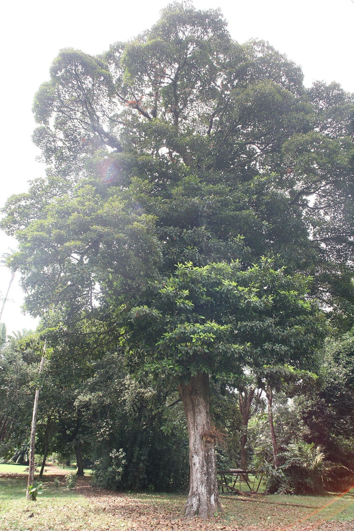 Chicozapote grande de copa alta y ancha en un terreno abierto y arbolado.