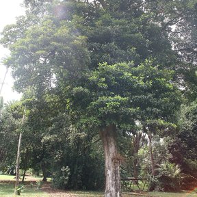 Chicozapote grande de copa alta y ancha en un terreno abierto y arbolado.