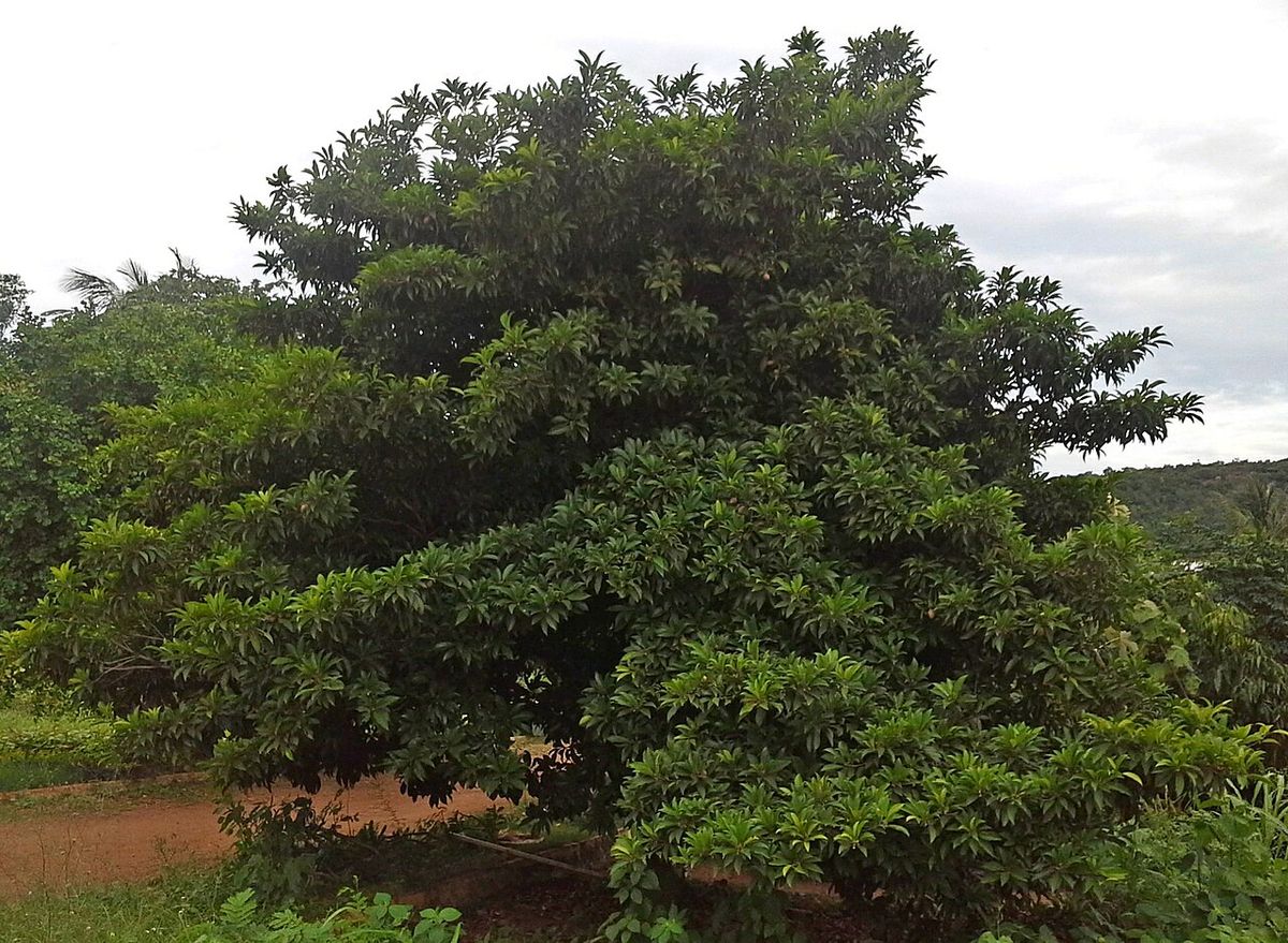 Chicozapote de follaje muy cerrado visto de lado sobre tierra roja.