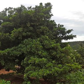 Chicozapote de follaje muy cerrado visto de lado sobre tierra roja.