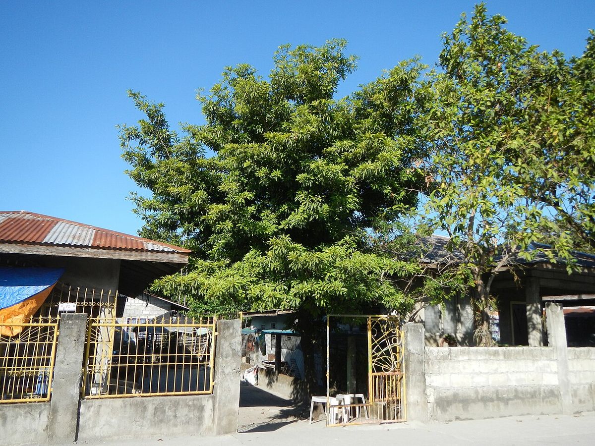 Chicozapote dando sombra sobre la banqueta frente a unas casas.
