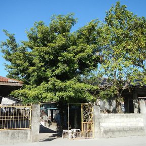 Chicozapote dando sombra sobre la banqueta frente a unas casas.