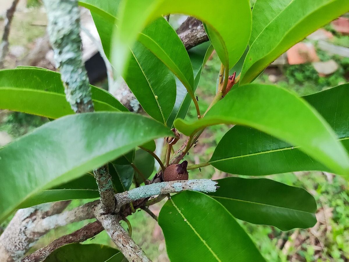 Hojas verde claro de chicozapote agrupadas en la punta de una ramilla.