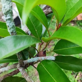 Hojas verde claro de chicozapote agrupadas en la punta de una ramilla.
