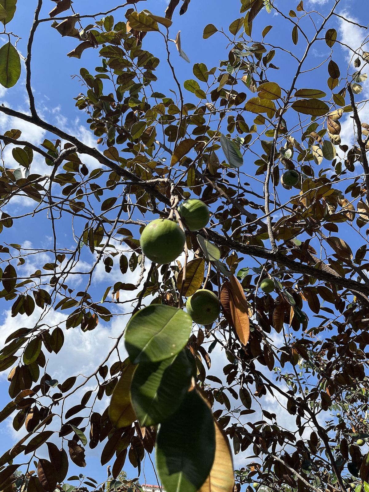 Frutos verdes de caimito colgando entre el follaje contra un cielo azul con nubes.
