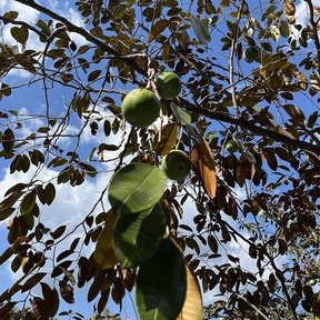 Frutos verdes de caimito colgando entre el follaje contra un cielo azul con nubes.