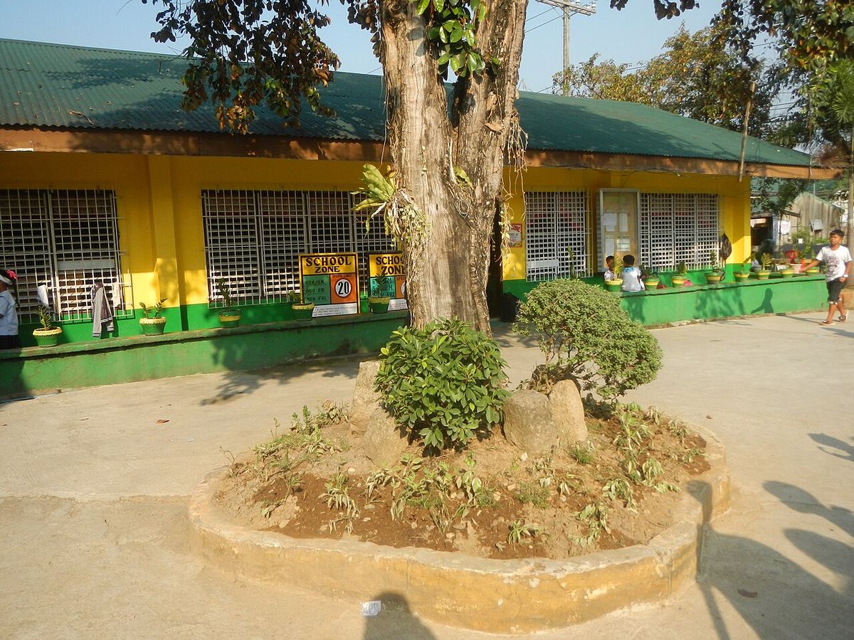 Caimito de tronco recto y copa alta en el patio de una escuela.