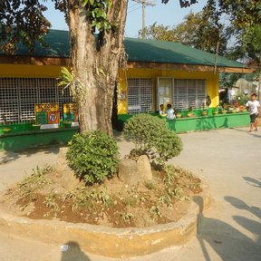 Caimito de tronco recto y copa alta en el patio de una escuela.