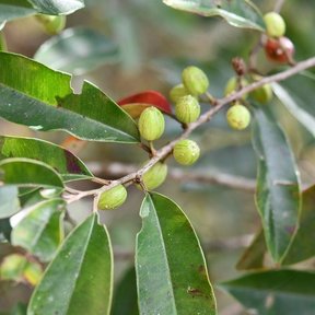 Frutos verdes y menudos de caimito mexicano sobre una ramilla delgada.