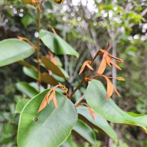 Brotes nuevos de caimito mexicano, anaranjados, entre hojas verdes maduras.