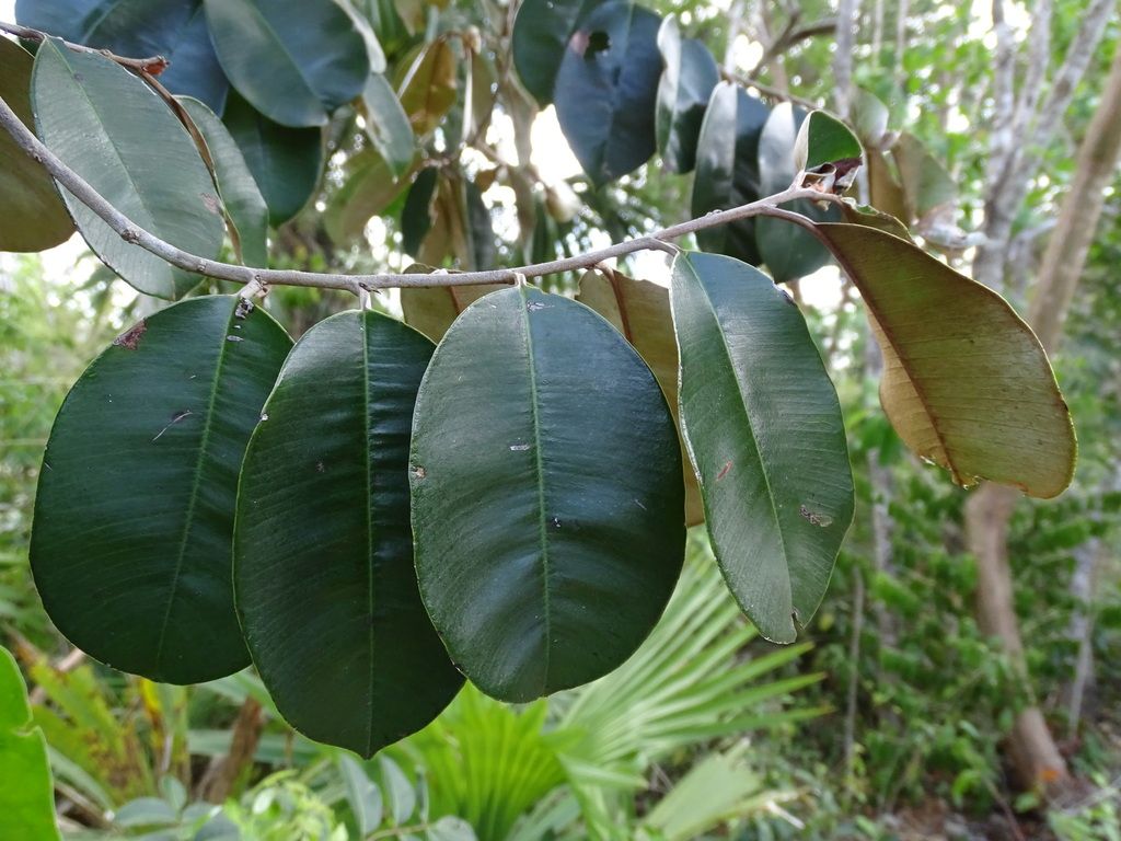 Hojas anchas y lustrosas de caimito mexicano colgando de una rama horizontal.