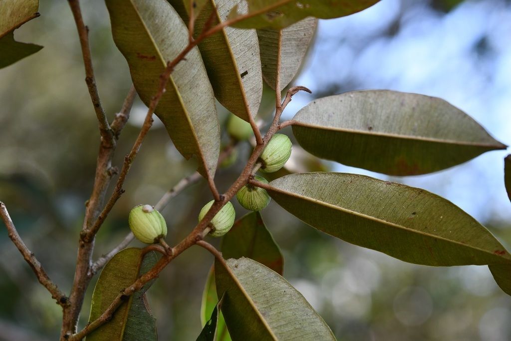 Frutos jóvenes de caimito mexicano entre hojas de envés dorado, contra el cielo.