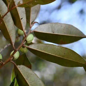 Frutos jóvenes de caimito mexicano entre hojas de envés dorado, contra el cielo.