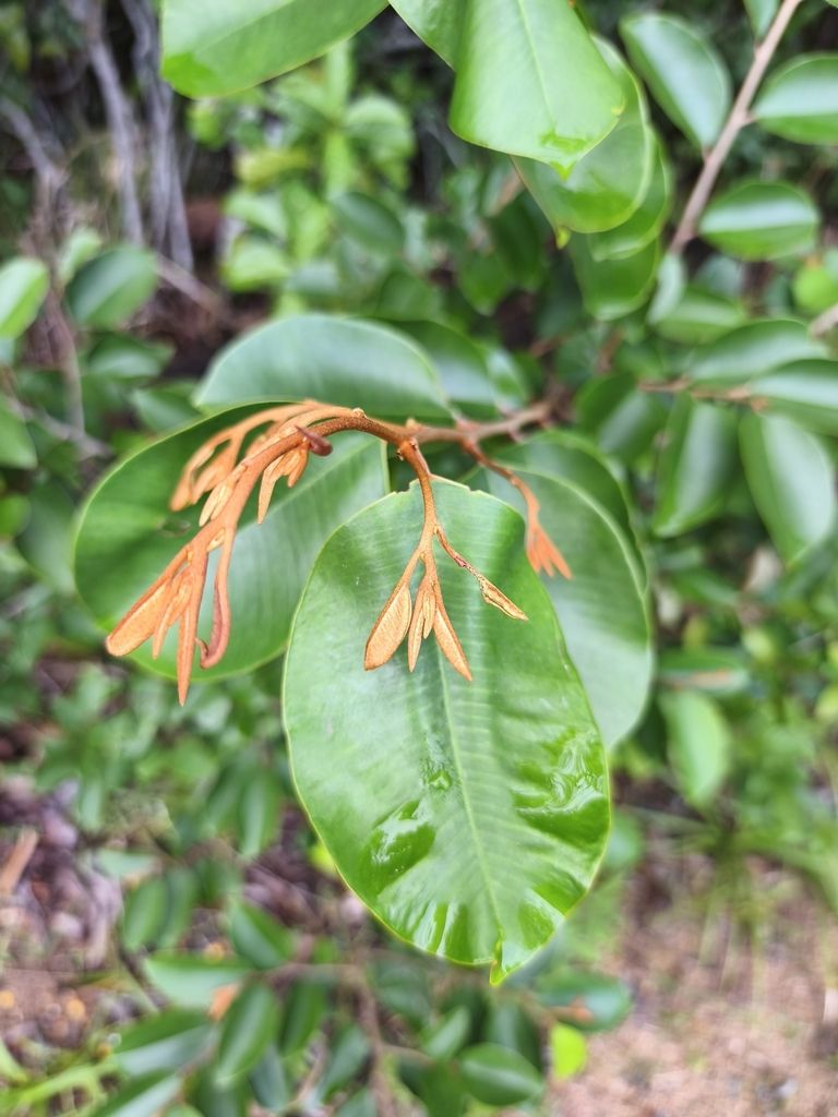 Brote anaranjado de caimito mexicano abriéndose sobre una hoja verde.