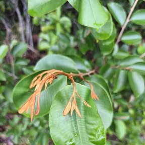 Brote anaranjado de caimito mexicano abriéndose sobre una hoja verde.