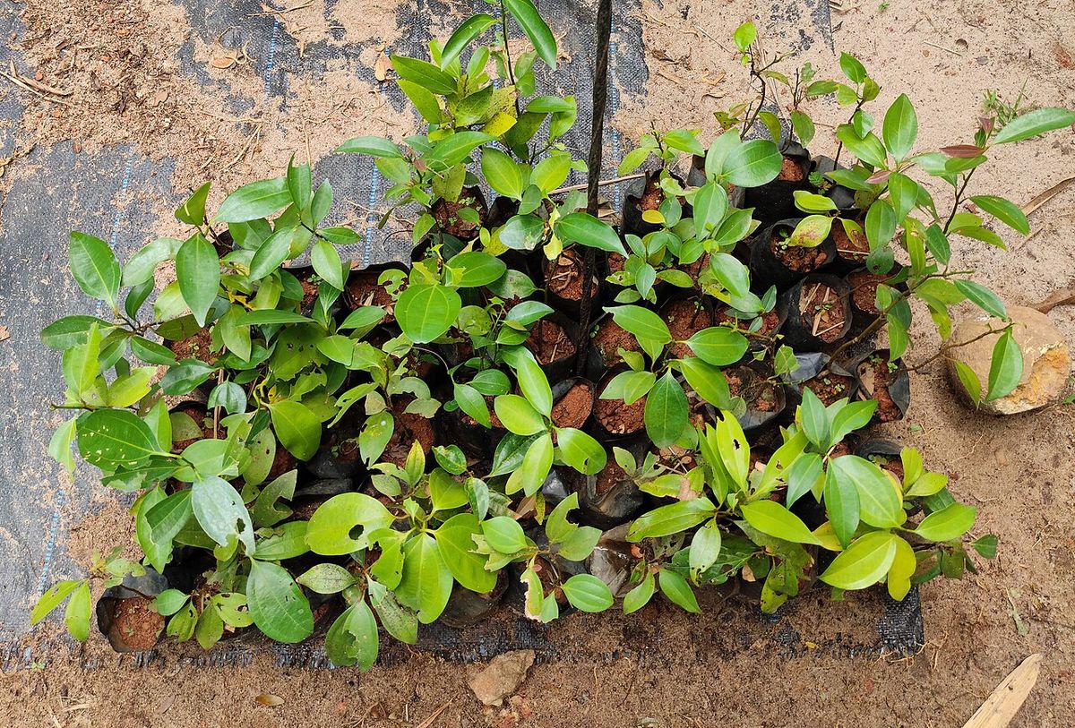Plántulas de canelo en bolsas de vivero alineadas sobre tierra apisonada.