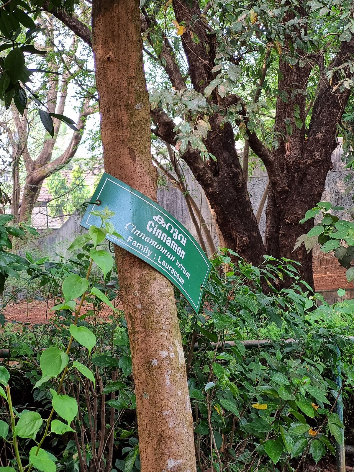 Canelo entero en un jardín botánico, con una placa verde colgada del tronco.