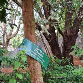 Canelo entero en un jardín botánico, con una placa verde colgada del tronco.