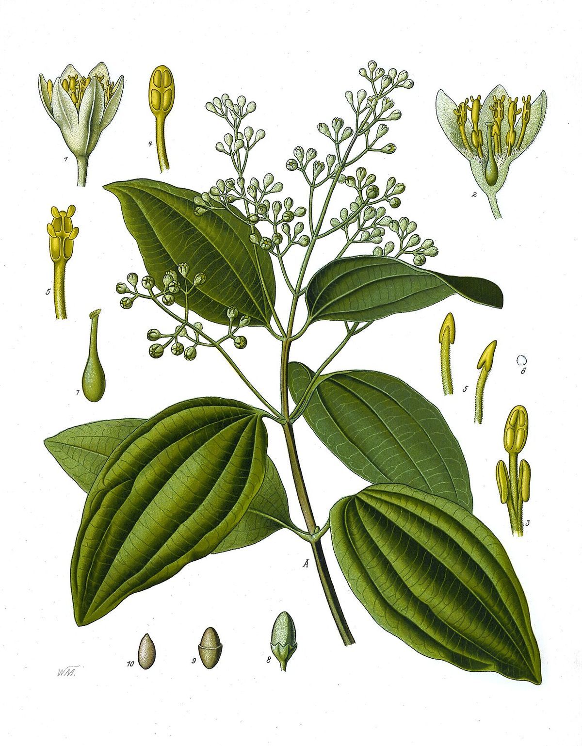 Lámina botánica del canelo con hojas, panícula de flores y detalles del fruto.