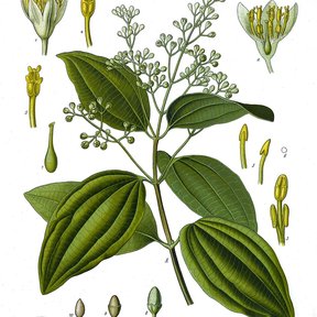 Lámina botánica del canelo con hojas, panícula de flores y detalles del fruto.