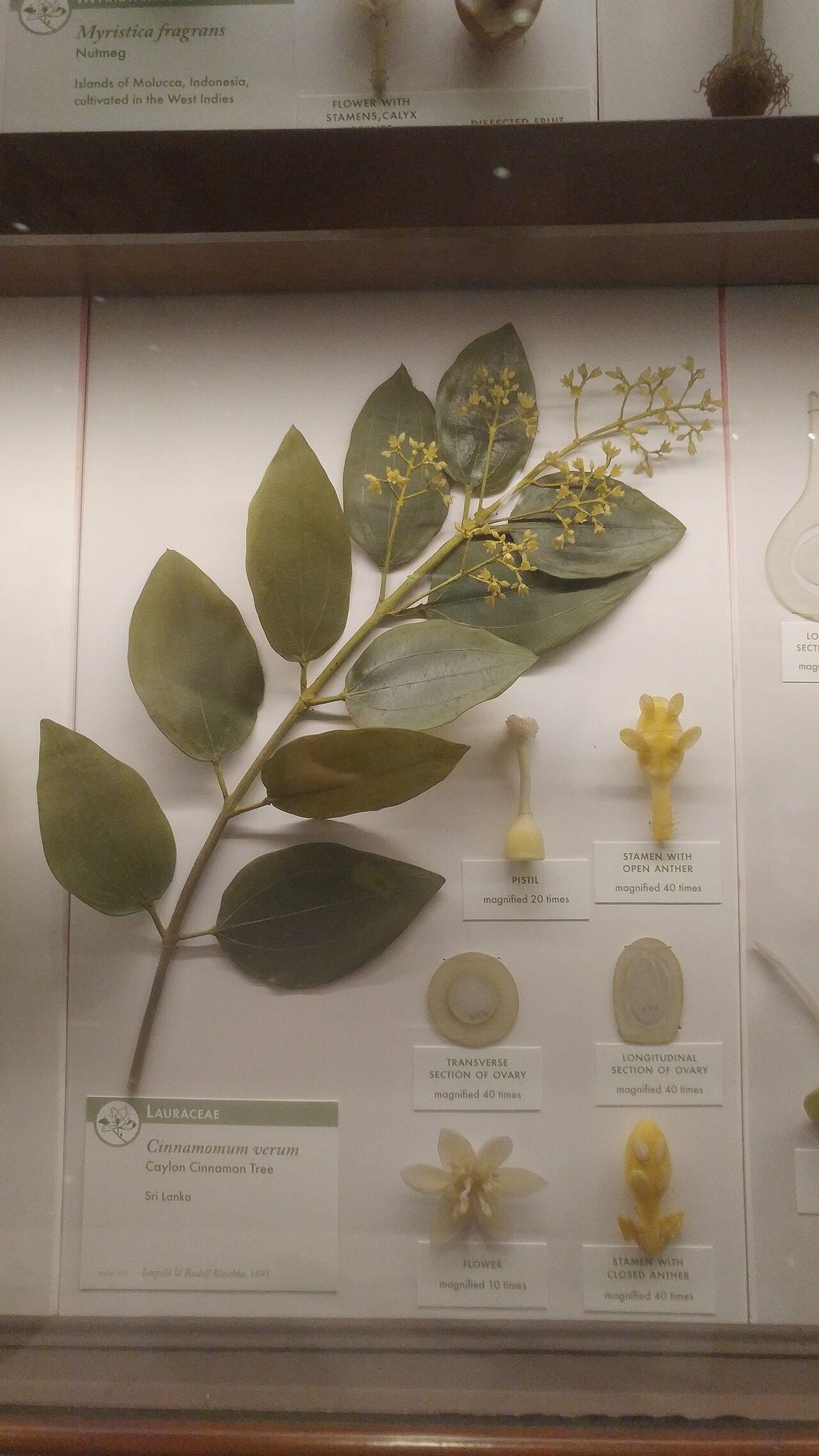 Vitrina de museo con una rama de canelo y sus frutos montados sobre cartulina.