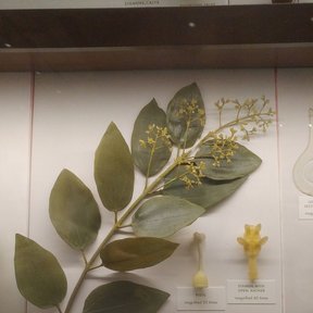 Vitrina de museo con una rama de canelo y sus frutos montados sobre cartulina.