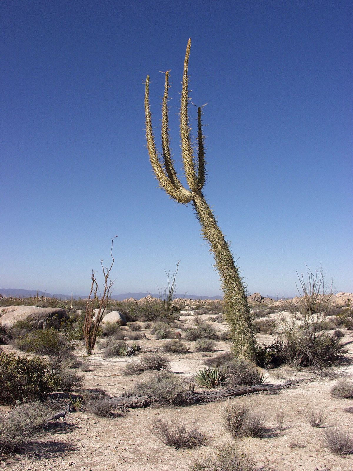 Cirio alto y ahusado, ramificado en la punta, sobre el llano del desierto.