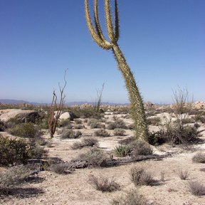 Cirio alto y ahusado, ramificado en la punta, sobre el llano del desierto.