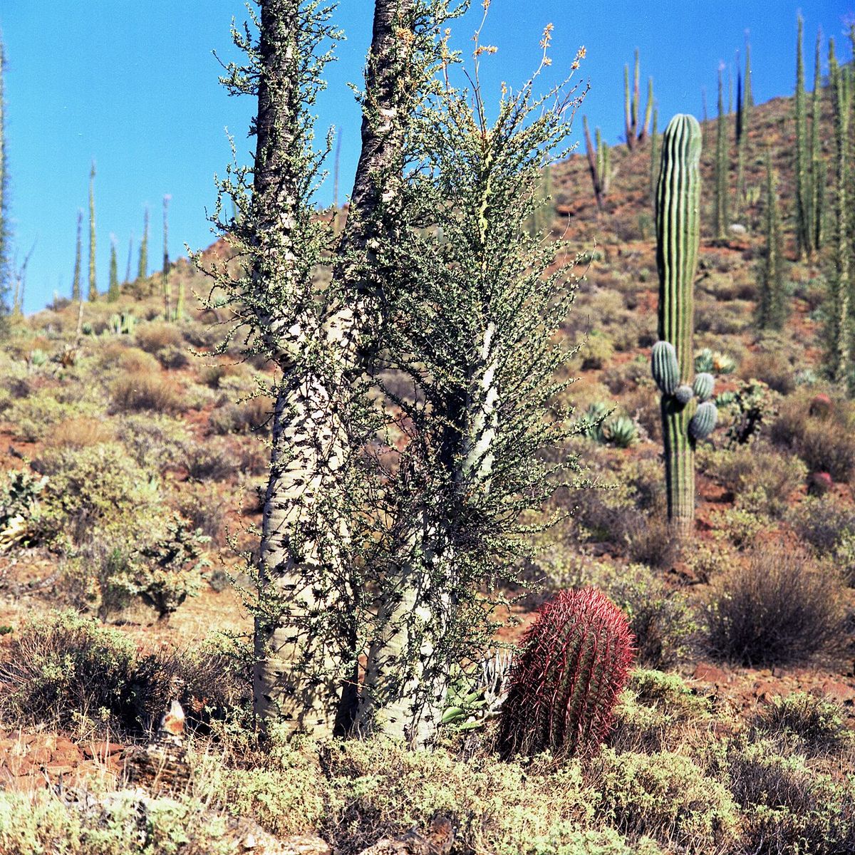 Ladera del desierto con cirios y cardones repartidos entre la vegetación baja.