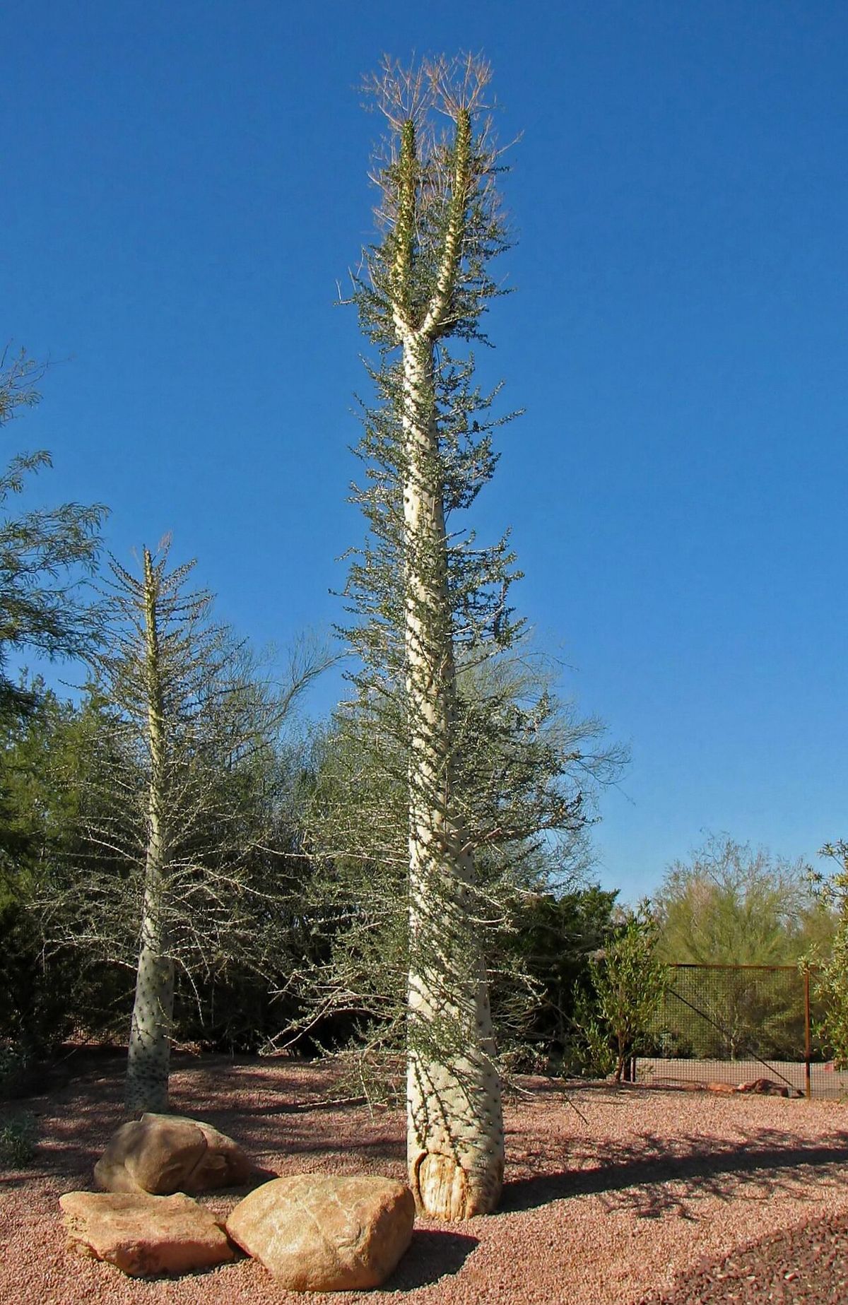 Dos cirios altos y delgados en un jardín de plantas del desierto.