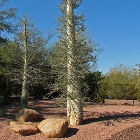 Dos cirios altos y delgados en un jardín de plantas del desierto.