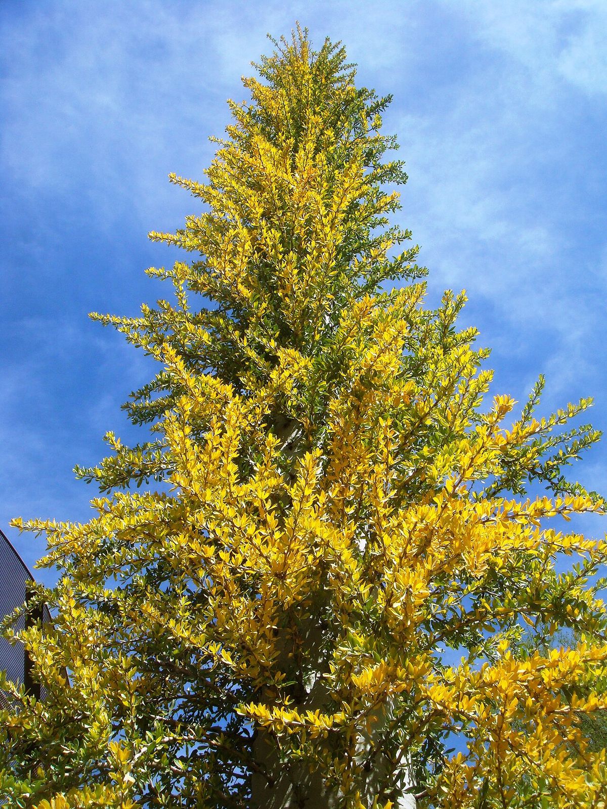 Punta de un cirio cubierta de flores amarillo cremoso contra el cielo.