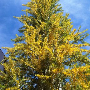 Punta de un cirio cubierta de flores amarillo cremoso contra el cielo.