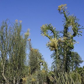 Grupo de cirios de puntas curvadas asomando por encima de la vegetación.