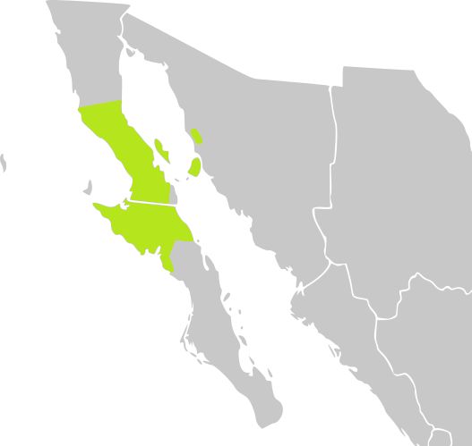 Mapa del noroeste de México con la distribución del cirio marcada en verde.