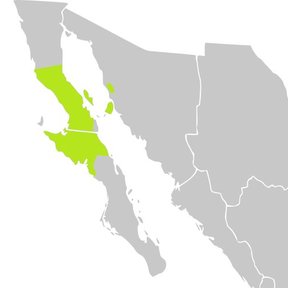Mapa del noroeste de México con la distribución del cirio marcada en verde.