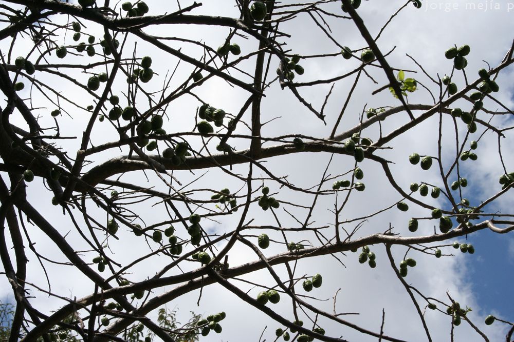 Ramas desnudas de ciruela mexicana cargadas de frutos verdes contra el cielo.