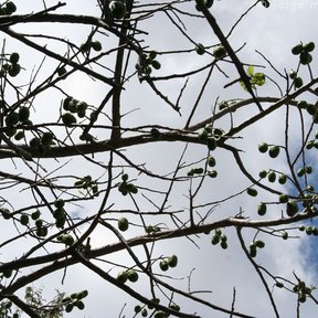 Ramas desnudas de ciruela mexicana cargadas de frutos verdes contra el cielo.