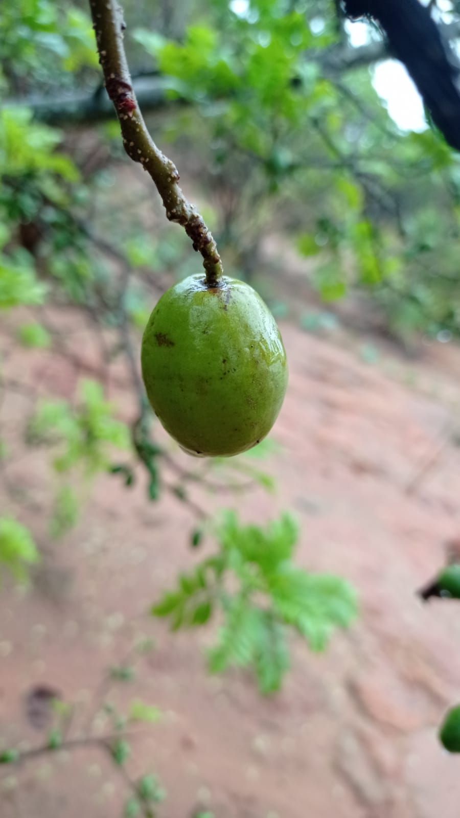 Un fruto verde de ciruela mexicana colgando solo de una ramilla delgada.