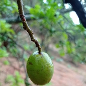 Un fruto verde de ciruela mexicana colgando solo de una ramilla delgada.