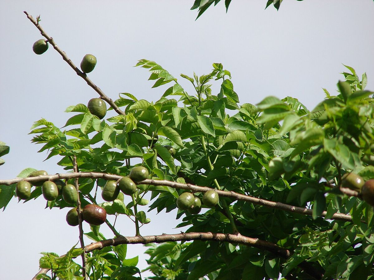 Frutos verdes y pardos de ciruela mexicana alineados sobre una rama con hojas.