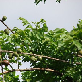 Frutos verdes y pardos de ciruela mexicana alineados sobre una rama con hojas.