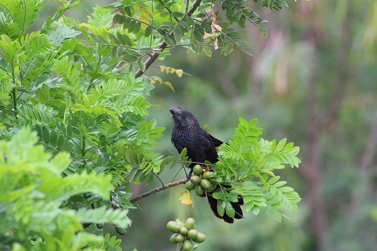 Un pájaro negro posado entre las hojas y los frutos de una ciruela mexicana.