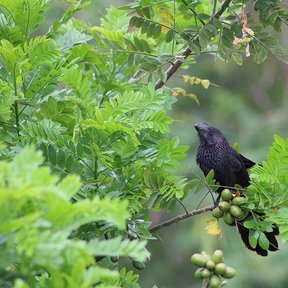 Un pájaro negro posado entre las hojas y los frutos de una ciruela mexicana.